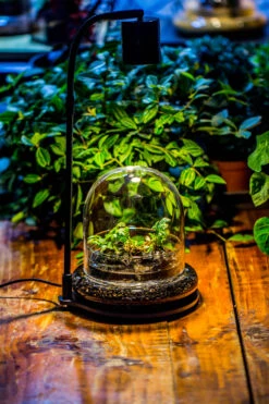 Round Glass Cloche Terrarium 12 Cm Diameter X 12cm Height With Matching Warm White Spot LED Grow Light And Base Set 29 Round Glass Cloche Terrarium 12 Cm Diameter X 12cm Height With Matching Warm White Spot LED Grow Light And Base Set -Ncyp Garden Sale Shop IMG 8666