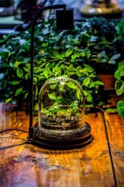 Round Glass Cloche Terrarium 12 Cm Diameter X 12cm Height With Matching Warm White Spot LED Grow Light And Base Set 27 Round Glass Cloche Terrarium 12 Cm Diameter X 12cm Height With Matching Warm White Spot LED Grow Light And Base Set -Ncyp Garden Sale Shop IMG 8666 2 ebbbf302 6684 47fa bed7 327b3258b8d8