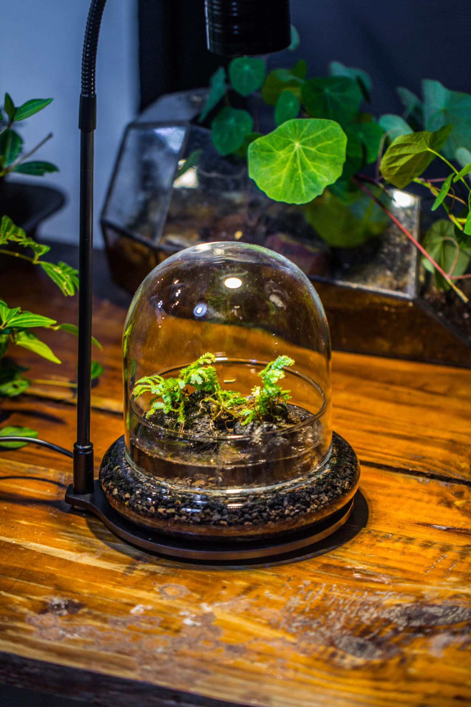 Round Glass Cloche Terrarium 12 Cm Diameter X 12cm Height With Matching Warm White Spot LED Grow Light And Base Set 11 Round Glass Cloche Terrarium 12 Cm Diameter X 12cm Height With Matching Warm White Spot LED Grow Light And Base Set - Image 11
