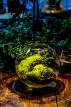 5W Warm White Black LED Grow Light Adjustable With Black Matte Stand, Or Terrarium, Moss, Shade Plants, Multi Size Available Customizable - 29cm / 11.4" 29 5W Warm White Black LED Grow Light Adjustable With Black Matte Stand, Or Terrarium, Moss, Shade Plants, Multi Size Available Customizable - 29cm / 11.4" -Ncyp Garden Sale Shop IMG 8670 5d35cc08 7ebe 4bf6 9bc3 db6a9586fc71