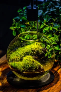 5W Warm White Black LED Grow Light Adjustable With Black Matte Stand, Or Terrarium, Moss, Shade Plants, Multi Size Available Customizable -34cm / 13.4 -Ncyp Garden Sale Shop IMG 8671