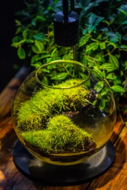 5W Warm White Black LED Grow Light Adjustable With Black Matte Stand, Or Terrarium, Moss, Shade Plants, Multi Size Available Customizable - 29cm / 11.4" 30 5W Warm White Black LED Grow Light Adjustable With Black Matte Stand, Or Terrarium, Moss, Shade Plants, Multi Size Available Customizable - 29cm / 11.4" -Ncyp Garden Sale Shop IMG 8672 e34a393a c23a 4b5a 995e cc8e00631809