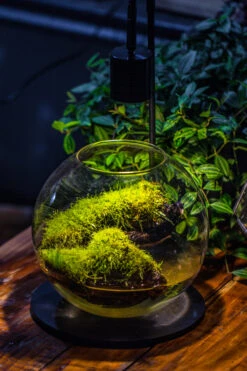 5W Warm White Black LED Grow Light Adjustable With Black Matte Stand, Or Terrarium, Moss, Shade Plants, Multi Size Available Customizable - 29cm / 11.4" 31 5W Warm White Black LED Grow Light Adjustable With Black Matte Stand, Or Terrarium, Moss, Shade Plants, Multi Size Available Customizable - 29cm / 11.4" -Ncyp Garden Sale Shop IMG 8679