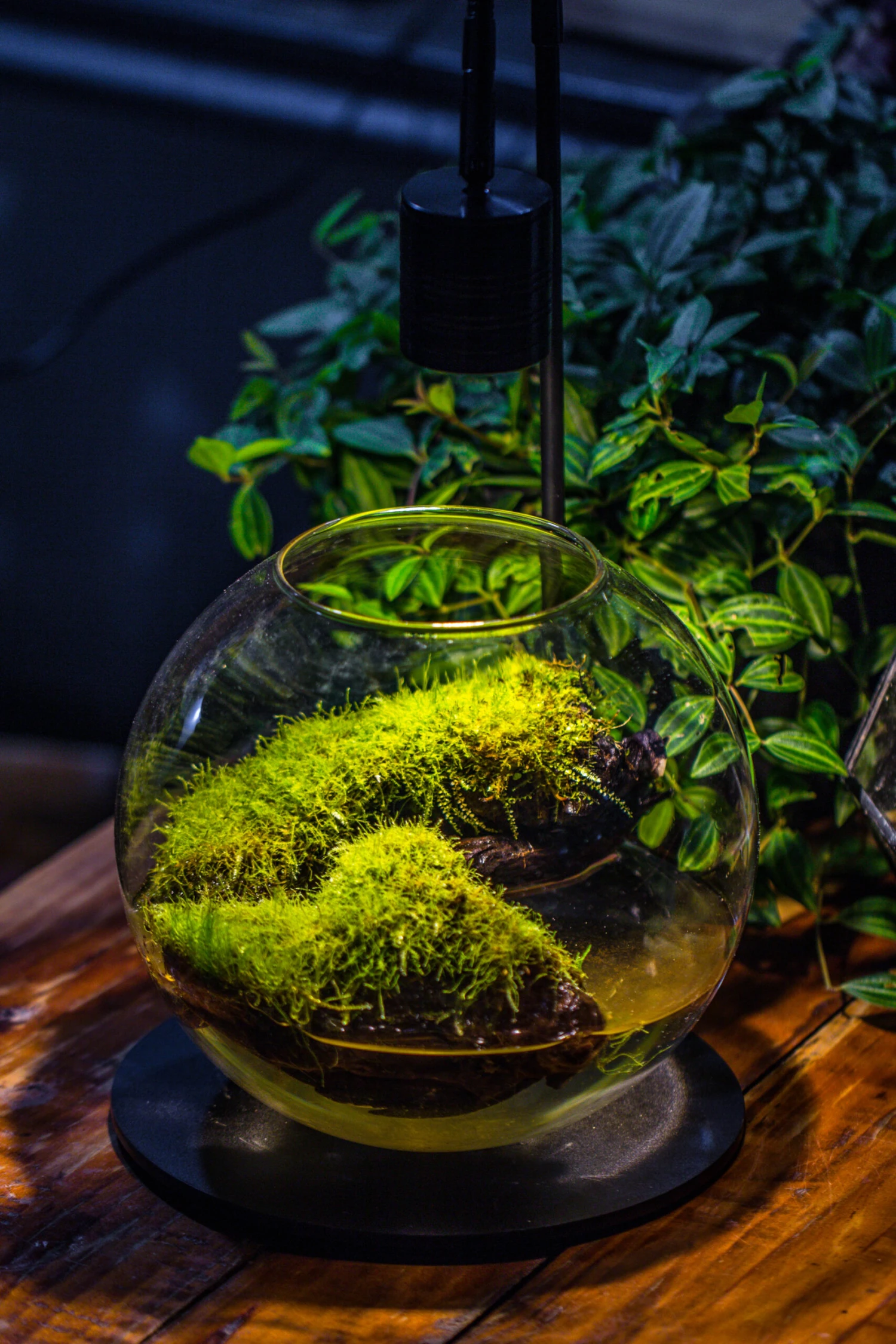 5W Warm White Black LED Grow Light Adjustable With Black Matte Stand, Or Terrarium, Moss, Shade Plants, Multi Size Available Customizable - 29cm / 11.4" 13 5W Warm White Black LED Grow Light Adjustable With Black Matte Stand, Or Terrarium, Moss, Shade Plants, Multi Size Available Customizable - 29cm / 11.4" - Image 13