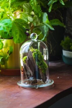 Round Tip Glass Dome Cloche With Glass Base And Gold Metal Base Set -Ncyp Garden Sale Shop IMG 8680