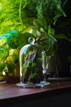 Round Tip Glass Dome Cloche With Glass Base And Gold Metal Base Set -Ncyp Garden Sale Shop IMG 8684