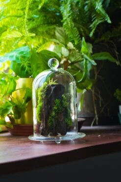 Round Tip Glass Dome Cloche With Glass Base And Gold Metal Base Set -Ncyp Garden Sale Shop IMG 8685