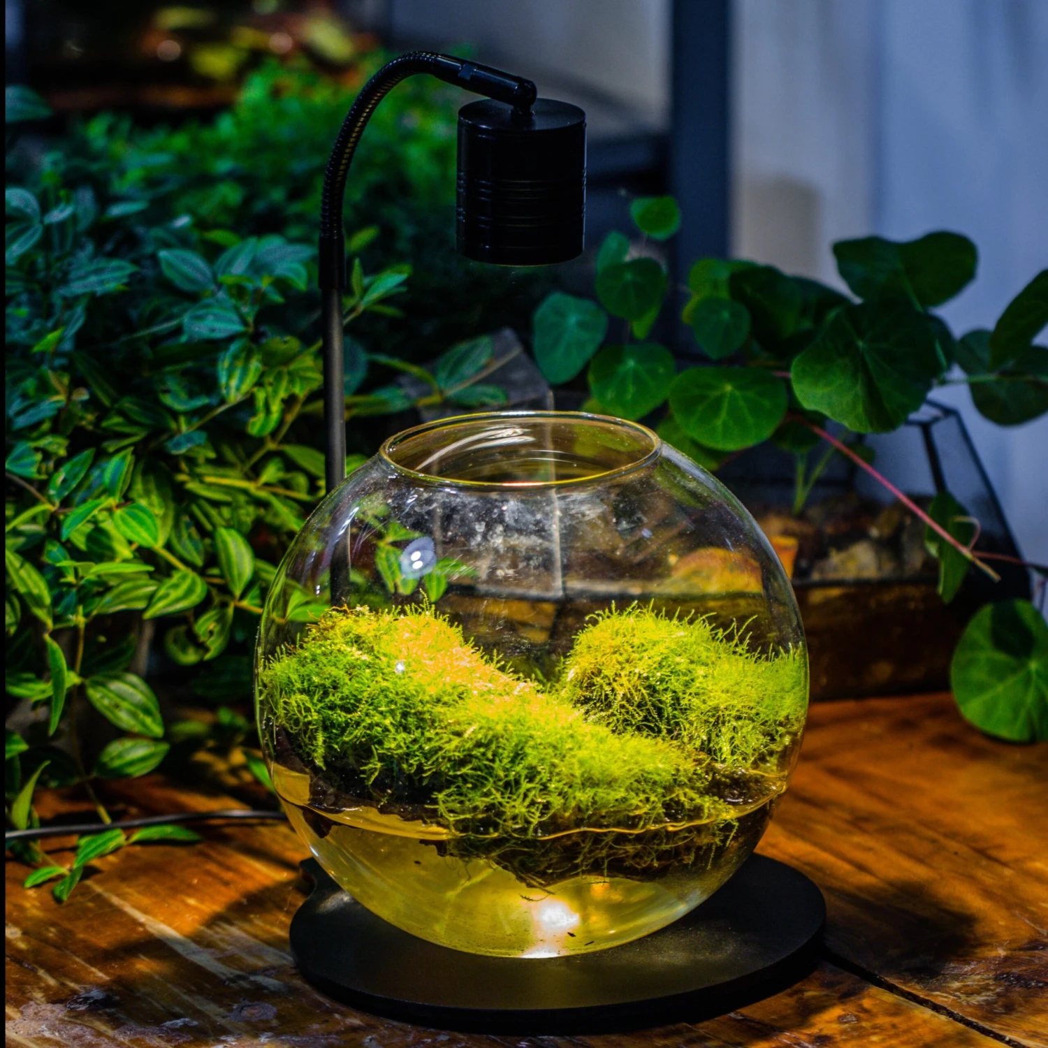 5W Warm White Black LED Grow Light Adjustable With Black Matte Stand, Or Terrarium, Moss, Shade Plants, Multi Size Available Customizable - 29cm / 11.4" 2 5W Warm White Black LED Grow Light Adjustable With Black Matte Stand, Or Terrarium, Moss, Shade Plants, Multi Size Available Customizable - 29cm / 11.4" - Image 2