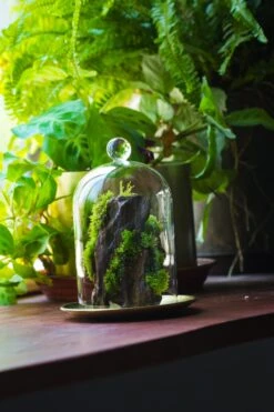 Round Tip Glass Dome Cloche With Glass Base And Gold Metal Base Set -Ncyp Garden Sale Shop IMG 8687