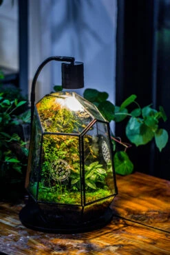 Planting Kit For This Close Geometric Tin Glass Terrarium With Door, Vent -Ncyp Garden Sale Shop IMG 8689 917d2c47 96ec 4b3b 8b7c 55eaecbabf76