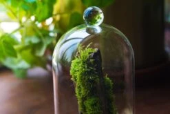 Round Tip Glass Dome Cloche With Glass Base And Gold Metal Base Set -Ncyp Garden Sale Shop IMG 8690