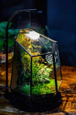 Planting Kit For This Close Geometric Tin Glass Terrarium With Door, Vent -Ncyp Garden Sale Shop IMG 8690 ce6a67f5 17c1 43e3 ab63 c33a965e6971