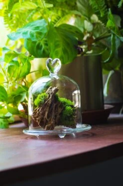 Heart Shape Tip Glass Cloche With Glass Base And Metal Gold Base Set -Ncyp Garden Sale Shop IMG 8692