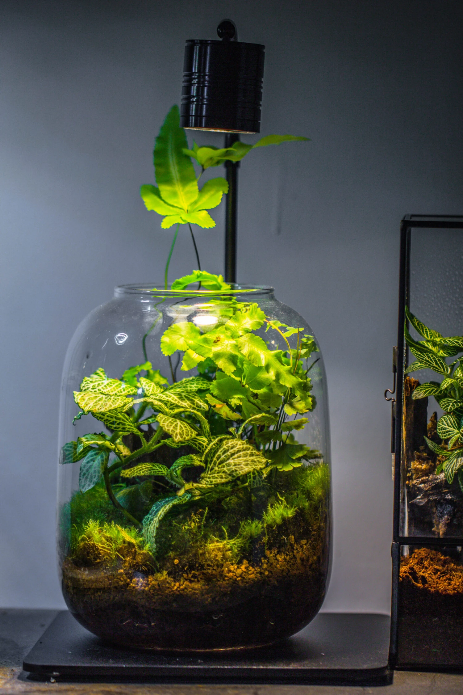 Terrarium Planting Kit Glass Jar And Black LED Grow Light With Base Kit, With Planting Material, DIY Kit 3 Terrarium Planting Kit Glass Jar And Black LED Grow Light With Base Kit, With Planting Material, DIY Kit - Image 3