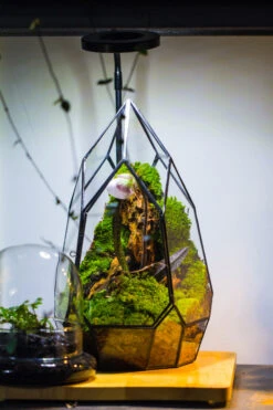 Cliff Terrarium Building DIY Set: Live Moss Cliff TearDrop Close Terrarium With Matching LED Grow Light And Base 22 Cliff Terrarium Building DIY Set: Live Moss Cliff TearDrop Close Terrarium With Matching LED Grow Light And Base -Ncyp Garden Sale Shop IMG 8697 b40c2908 bdea 4438 9567 80d4d0af672e