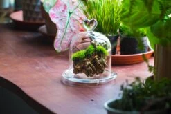 Heart Shape Tip Glass Cloche With Glass Base And Metal Gold Base Set -Ncyp Garden Sale Shop IMG 8698