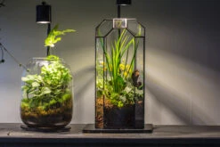 5W Warm White Black LED Grow Light Adjustable With Black Matte Stand, Or Terrarium, Moss, Shade Plants, Multi Size Available Customizable -39cm / 15.4 -Ncyp Garden Sale Shop IMG 8699 2