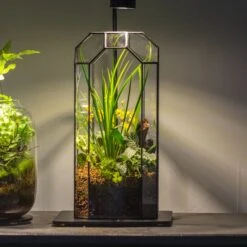 5W Warm White Black LED Grow Light Adjustable With Black Matte Stand, Or Terrarium, Moss, Shade Plants, Multi Size Available Customizable -39cm / 15.4 -Ncyp Garden Sale Shop IMG 8699 431ac83a 2a36 4185 b217 6c75dcdd4f64