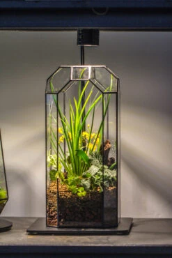 Vintage Tall Octagon Geometric Tin Glass Terrarium , 12.6" , Open, Suitable For Tall Plants, Orchid, Small Begonia Pitcher, Micro Landscape -with Warm Light Set -Ncyp Garden Sale Shop IMG 8701 d562dcf4 89c6 4a11 9e00 56761769d3cf