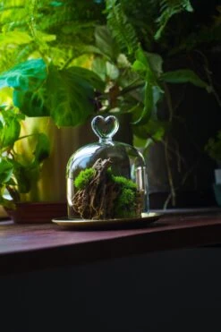 Heart Shape Tip Glass Cloche With Glass Base And Metal Gold Base Set -Ncyp Garden Sale Shop IMG 8704