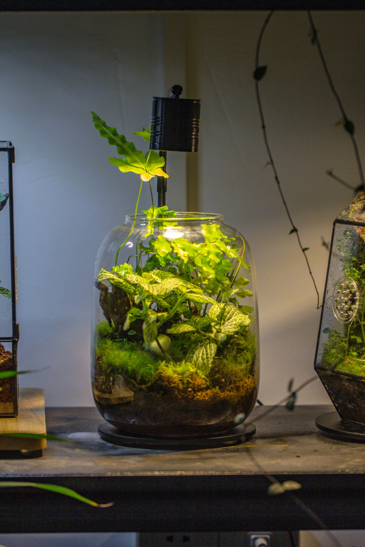 Terrarium Planting Kit Glass Jar And Black LED Grow Light With Base Kit, With Planting Material, DIY Kit 4 Terrarium Planting Kit Glass Jar And Black LED Grow Light With Base Kit, With Planting Material, DIY Kit - Image 4