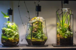 5W Warm White Black LED Grow Light Adjustable With Black Matte Stand, Or Terrarium, Moss, Shade Plants, Multi Size Available Customizable -34cm / 13.4 -Ncyp Garden Sale Shop IMG 8706 748df978 d89f 4df6 8b26 41a7d3db713a