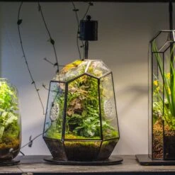 5W Warm White Black LED Grow Light Adjustable With Black Matte Stand, Or Terrarium, Moss, Shade Plants, Multi Size Available Customizable -34cm / 13.4 -Ncyp Garden Sale Shop IMG 8706 b51d5883 f733 45a4 83fc 8890957cbe72