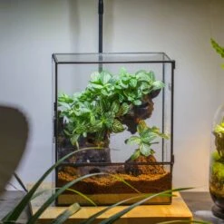 Close Geometric Glass Tin Terrarium With 3 Vents , 8x10" With Side Door, For Insects, Snail , Spider, Micro Landscape 22 Close Geometric Glass Tin Terrarium With 3 Vents , 8x10" With Side Door, For Insects, Snail , Spider, Micro Landscape -Ncyp Garden Sale Shop IMG 8709