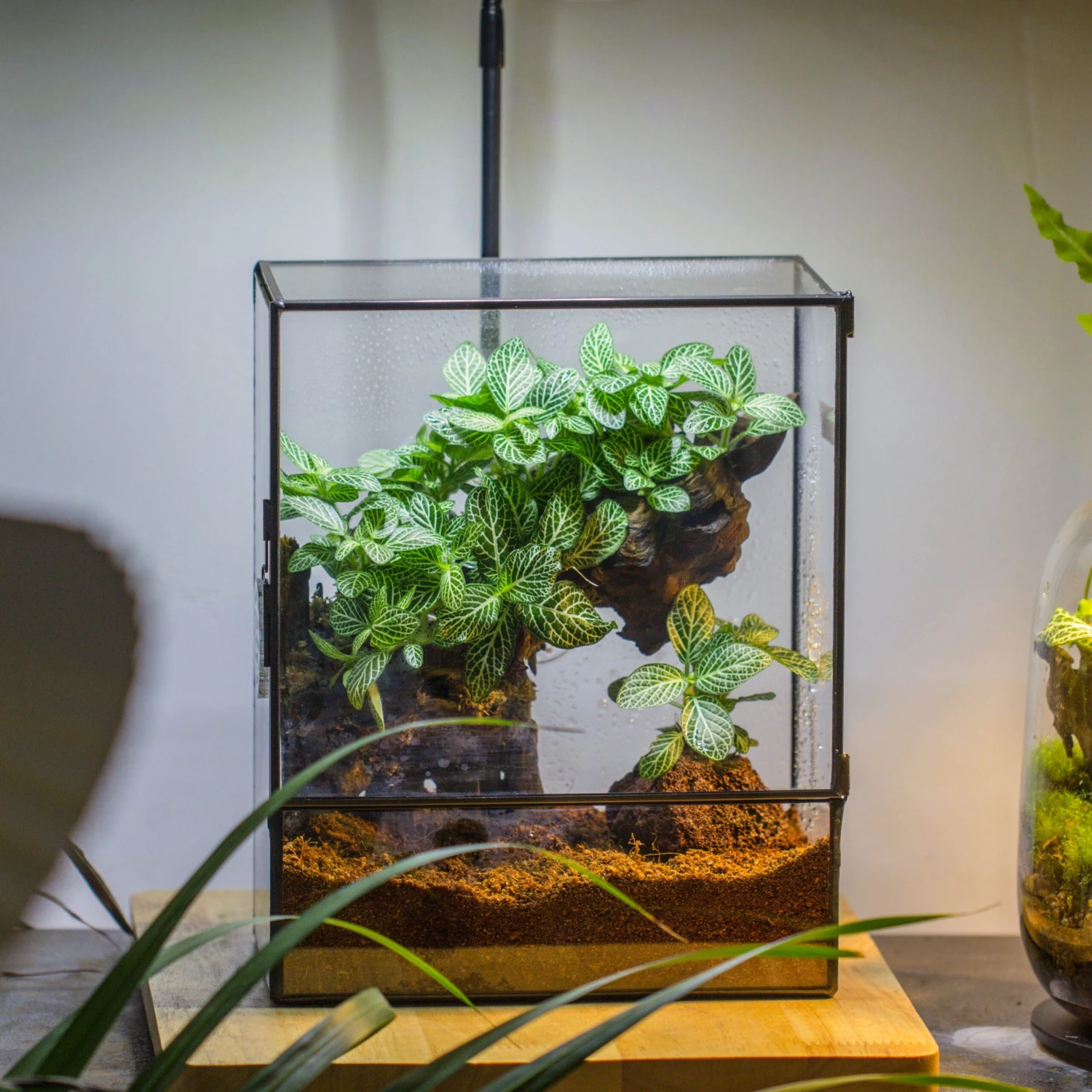 Close Geometric Glass Tin Terrarium With 3 Vents , 8x10" With Side Door, For Insects, Snail , Spider, Micro Landscape 3 Close Geometric Glass Tin Terrarium With 3 Vents , 8x10" With Side Door, For Insects, Snail , Spider, Micro Landscape - Image 3