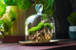 Heart Shape Tip Glass Cloche With Glass Base And Metal Gold Base Set -Ncyp Garden Sale Shop IMG 8710