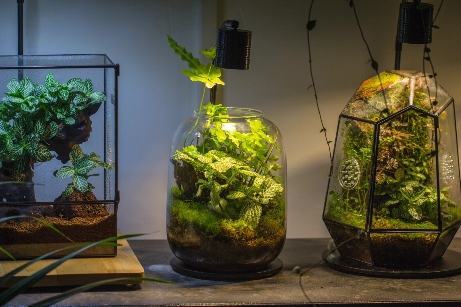 5W Warm White Black LED Grow Light Adjustable With Black Matte Stand, Or Terrarium, Moss, Shade Plants, Multi Size Available Customizable - 29cm / 11.4" 7 5W Warm White Black LED Grow Light Adjustable With Black Matte Stand, Or Terrarium, Moss, Shade Plants, Multi Size Available Customizable - 29cm / 11.4" - Image 7