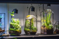 5W Warm White Black LED Grow Light Adjustable With Black Matte Stand, Or Terrarium, Moss, Shade Plants, Multi Size Available Customizable -34cm / 13.4 -Ncyp Garden Sale Shop IMG 8713 0df381c8 c792 4af1 80d4 7e648c1483d1