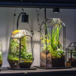 5W Warm White Black LED Grow Light Adjustable With Black Matte Stand, Or Terrarium, Moss, Shade Plants, Multi Size Available Customizable -39cm / 15.4 -Ncyp Garden Sale Shop IMG 8713 c126a8b5 498c 4f34 8557 007996795e23