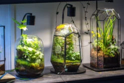 5W Warm White Black LED Grow Light Adjustable With Black Matte Stand, Or Terrarium, Moss, Shade Plants, Multi Size Available Customizable - 29cm / 11.4" 24 5W Warm White Black LED Grow Light Adjustable With Black Matte Stand, Or Terrarium, Moss, Shade Plants, Multi Size Available Customizable - 29cm / 11.4" -Ncyp Garden Sale Shop IMG 8714 d463ba00 edfc 4b57 8014 b194b875d6eb