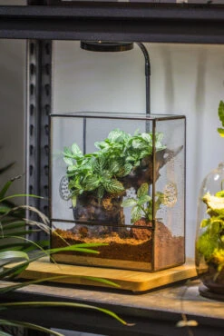 Close Geometric Glass Tin Terrarium With 3 Vents , 8x10" With Side Door, For Insects, Snail , Spider, Micro Landscape -with Warm Light Set -Ncyp Garden Sale Shop IMG 8715 672afd3c ab41 47ae bdc6 ce1a409c277c