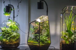 5W Warm White Black LED Grow Light Adjustable With Black Matte Stand, Or Terrarium, Moss, Shade Plants, Multi Size Available Customizable -34cm / 13.4 -Ncyp Garden Sale Shop IMG 8717 5621f9b5 dcfa 466f 937a 8b4c02e4ed81