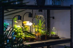 5W Warm White Black LED Grow Light Adjustable With Black Matte Stand, Or Terrarium, Moss, Shade Plants, Multi Size Available Customizable -39cm / 15.4 -Ncyp Garden Sale Shop IMG 8718 08ea701a 04bd 4c52 b135 c65eef9e12d1