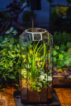 Vintage Tall Octagon Geometric Tin Glass Terrarium , 12.6" , Open, Suitable For Tall Plants, Orchid, Small Begonia Pitcher, Micro Landscape -with Warm Light Set -Ncyp Garden Sale Shop IMG 8719 2 28c57ebe b4c3 4e99 82de 49e84763f8c6