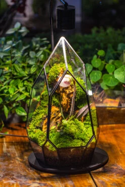 Cliff Terrarium Building DIY Set: Live Moss Cliff TearDrop Close Terrarium With Matching LED Grow Light And Base 27 Cliff Terrarium Building DIY Set: Live Moss Cliff TearDrop Close Terrarium With Matching LED Grow Light And Base -Ncyp Garden Sale Shop IMG 8721 064fcab2 f29e 4ca4 8f46 0c7ab7e24cd6