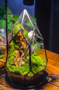 Cliff Terrarium Building DIY Set: Live Moss Cliff TearDrop Close Terrarium With Matching LED Grow Light And Base 30 Cliff Terrarium Building DIY Set: Live Moss Cliff TearDrop Close Terrarium With Matching LED Grow Light And Base -Ncyp Garden Sale Shop IMG 8722
