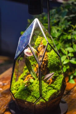 Cliff Terrarium Building DIY Set: Live Moss Cliff TearDrop Close Terrarium With Matching LED Grow Light And Base 31 Cliff Terrarium Building DIY Set: Live Moss Cliff TearDrop Close Terrarium With Matching LED Grow Light And Base -Ncyp Garden Sale Shop IMG 8723