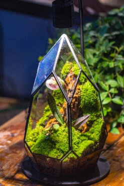 Cliff Terrarium Building DIY Set: Live Moss Cliff TearDrop Close Terrarium With Matching LED Grow Light And Base 29 Cliff Terrarium Building DIY Set: Live Moss Cliff TearDrop Close Terrarium With Matching LED Grow Light And Base -Ncyp Garden Sale Shop IMG 8724 62638037 a84c 4daa 851c 4101b0362f6b
