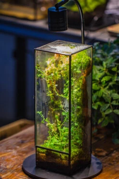 NCYP Close 11.8" Tall Geometric Glass Terrarium With Door, Tin Sealed Pillar, Planter For Moss Wall, Fern, Pitcher Plants, Tropical Plants -Ncyp Garden Sale Shop IMG 8727 8ebf3a80 6215 401e af5d 1097a74ea2e3