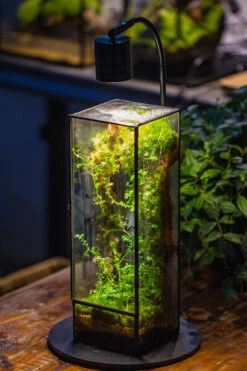 NCYP Close 11.8" Tall Geometric Glass Terrarium With Door, Tin Sealed Pillar, Planter For Moss Wall, Fern, Pitcher Plants, Tropical Plants -Ncyp Garden Sale Shop IMG 8728 2a0ccde6 426e 4fc6 babb 54ee7e3994a2
