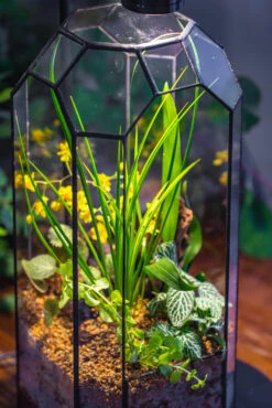 Vintage Tall Octagon Geometric Tin Glass Terrarium , 12.6" , Open, Suitable For Tall Plants, Orchid, Small Begonia Pitcher, Micro Landscape -with Warm Light Set -Ncyp Garden Sale Shop IMG 8730 2252c924 74b1 4e6b 9f3b d4652e218b8e