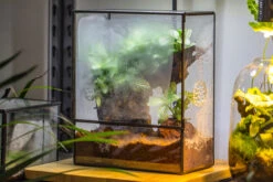 Close Geometric Glass Tin Terrarium With 3 Vents , 8x10" With Side Door, For Insects, Snail , Spider, Micro Landscape -with Warm Light Set -Ncyp Garden Sale Shop IMG 8731 66ba95bb 5954 41f4 aa75 09cea7c8559f