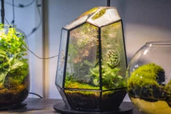 Planting Kit For This Close Geometric Tin Glass Terrarium With Door, Vent -Ncyp Garden Sale Shop IMG 8732