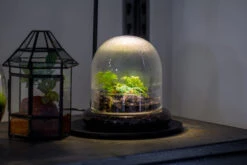 Round Glass Cloche Terrarium 12 Cm Diameter X 12cm Height With Matching Warm White Spot LED Grow Light And Base Set 33 Round Glass Cloche Terrarium 12 Cm Diameter X 12cm Height With Matching Warm White Spot LED Grow Light And Base Set -Ncyp Garden Sale Shop IMG 8734