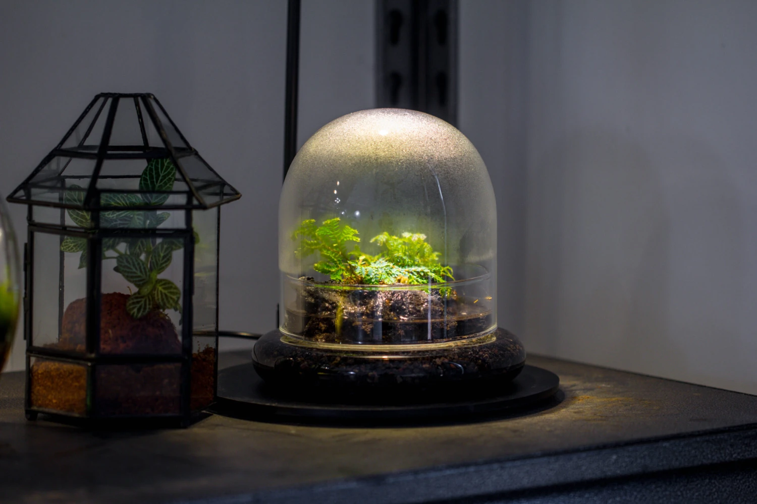 Round Glass Cloche Terrarium 12 Cm Diameter X 12cm Height With Matching Warm White Spot LED Grow Light And Base Set 14 Round Glass Cloche Terrarium 12 Cm Diameter X 12cm Height With Matching Warm White Spot LED Grow Light And Base Set - Image 14