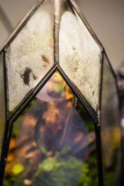 Cliff Terrarium Building DIY Set: Live Moss Cliff TearDrop Close Terrarium With Matching LED Grow Light And Base 28 Cliff Terrarium Building DIY Set: Live Moss Cliff TearDrop Close Terrarium With Matching LED Grow Light And Base -Ncyp Garden Sale Shop IMG 8735